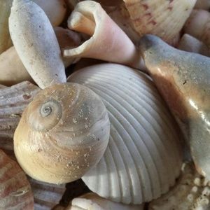 Meet your Posher, Rhonda